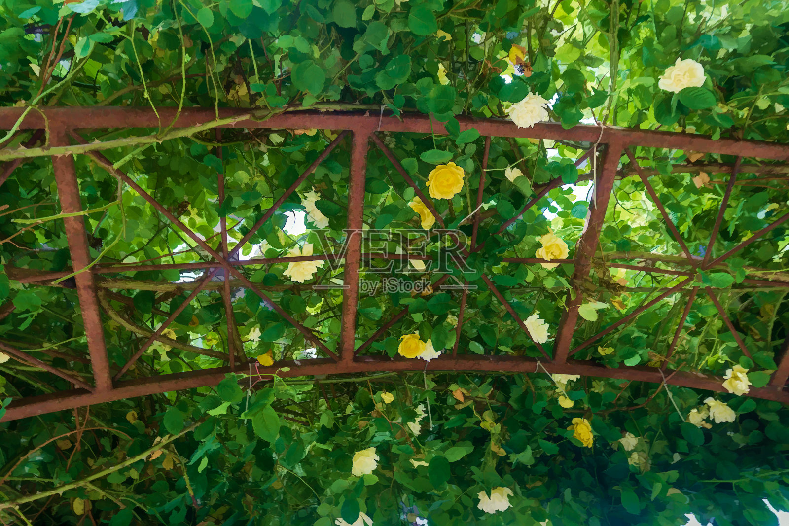 玫瑰格子插图照片摄影图片