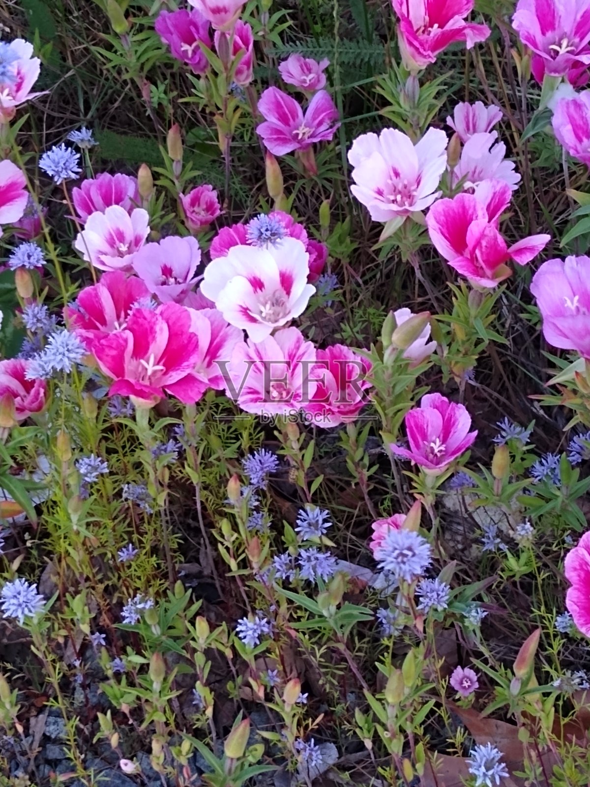 告别春花照片摄影图片