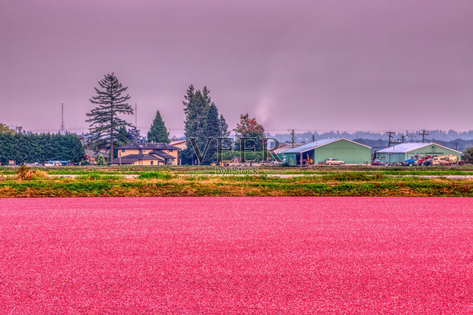 加拿大不列颠哥伦比亚省黄昏时分的农场蔓越莓沼泽照片摄影图片
