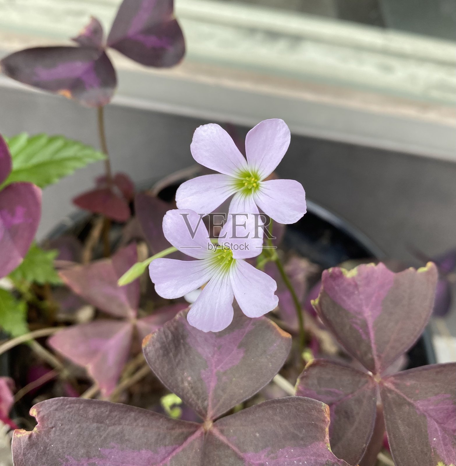 紫叶酢浆草照片摄影图片