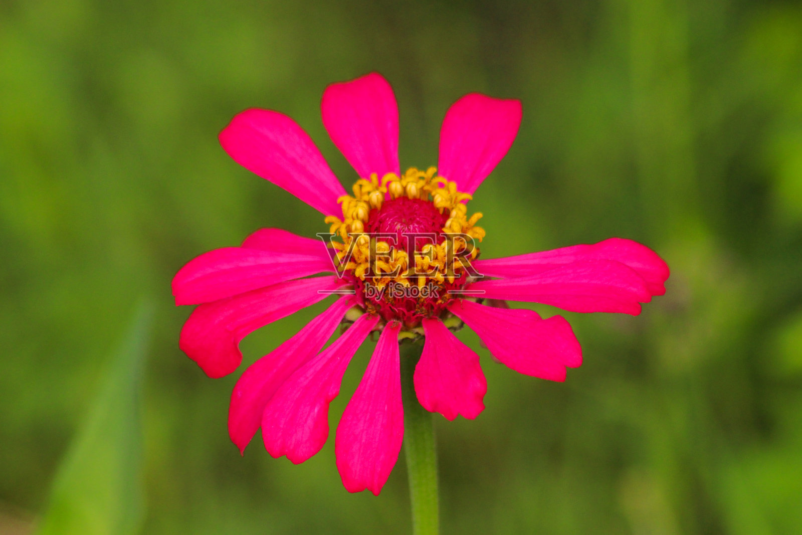木银莲花(银莲花)花照片摄影图片