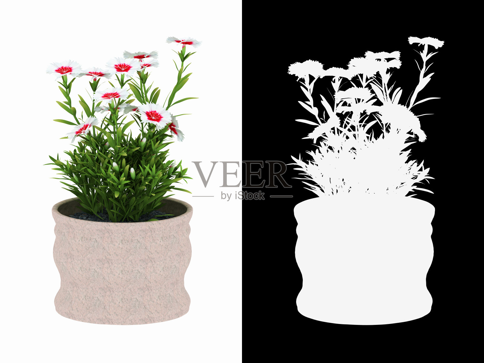 3D渲染石竹盆景隔离在白色背景alpha通道照片摄影图片