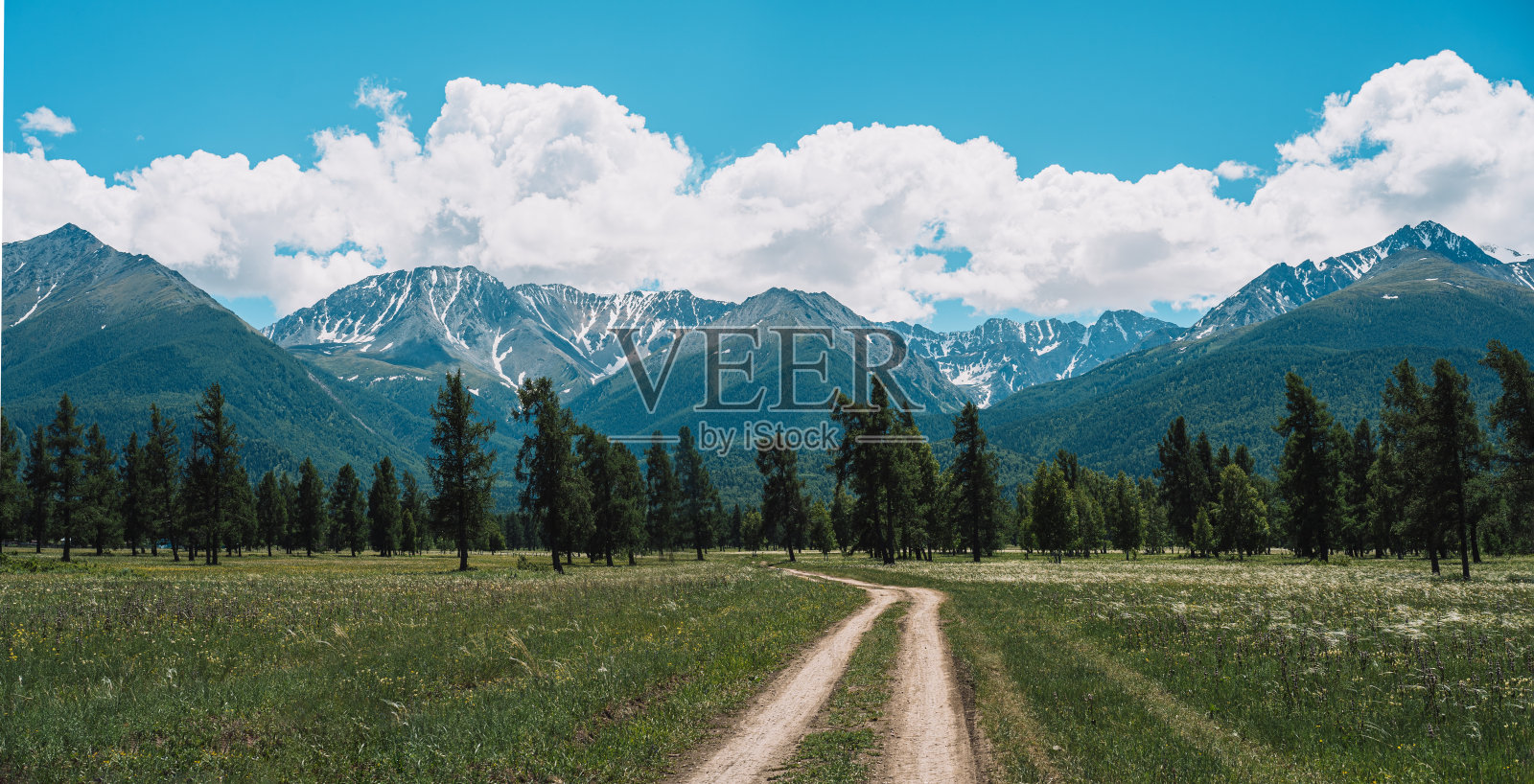 高山前长满绿色田野的针叶林照片摄影图片