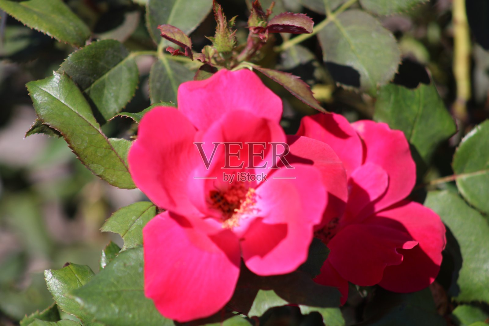 仔细看一朵粉红色的花照片摄影图片