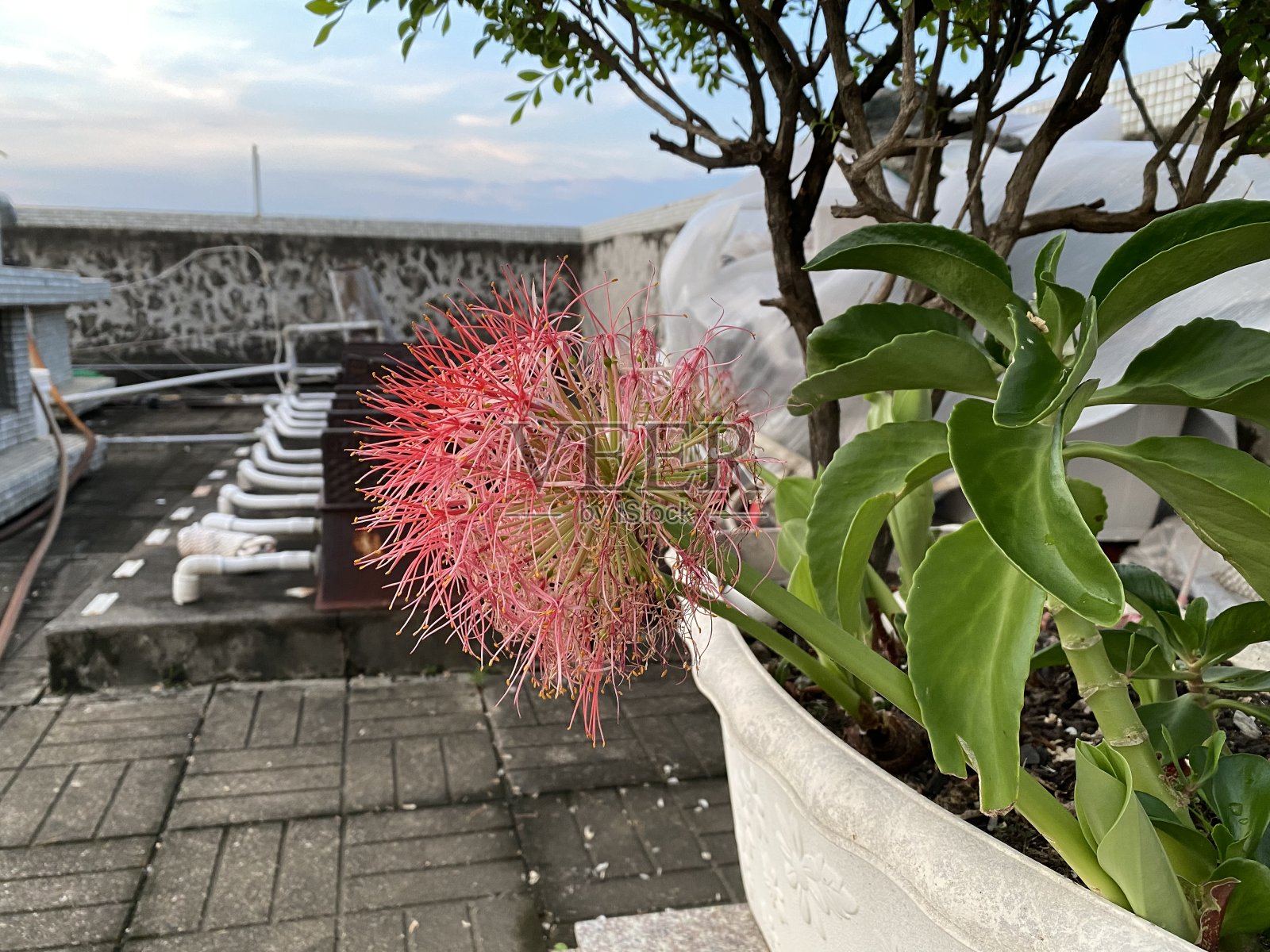 火球花照片摄影图片