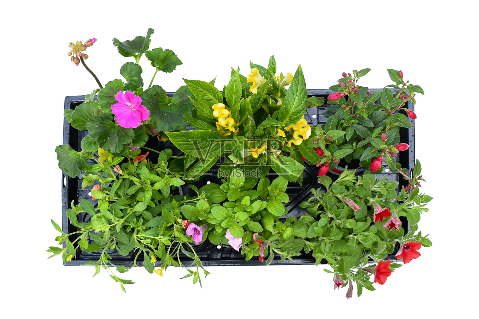 顶视图混合颜色的花矮牵牛花，马鞭草，中国羊毛和天竺葵花在塑料的黑色方形托盘上，在白色的背景和裁剪路径。概念植物为紫罗兰或花园概念。照片摄影图片