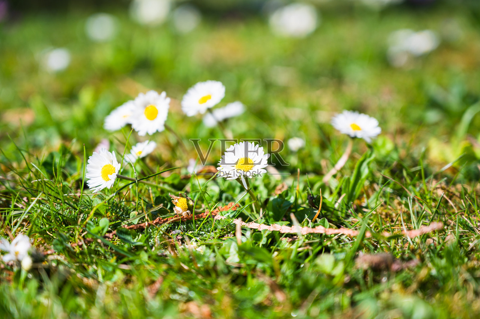 草地上盛开的雏菊的特写镜头照片摄影图片