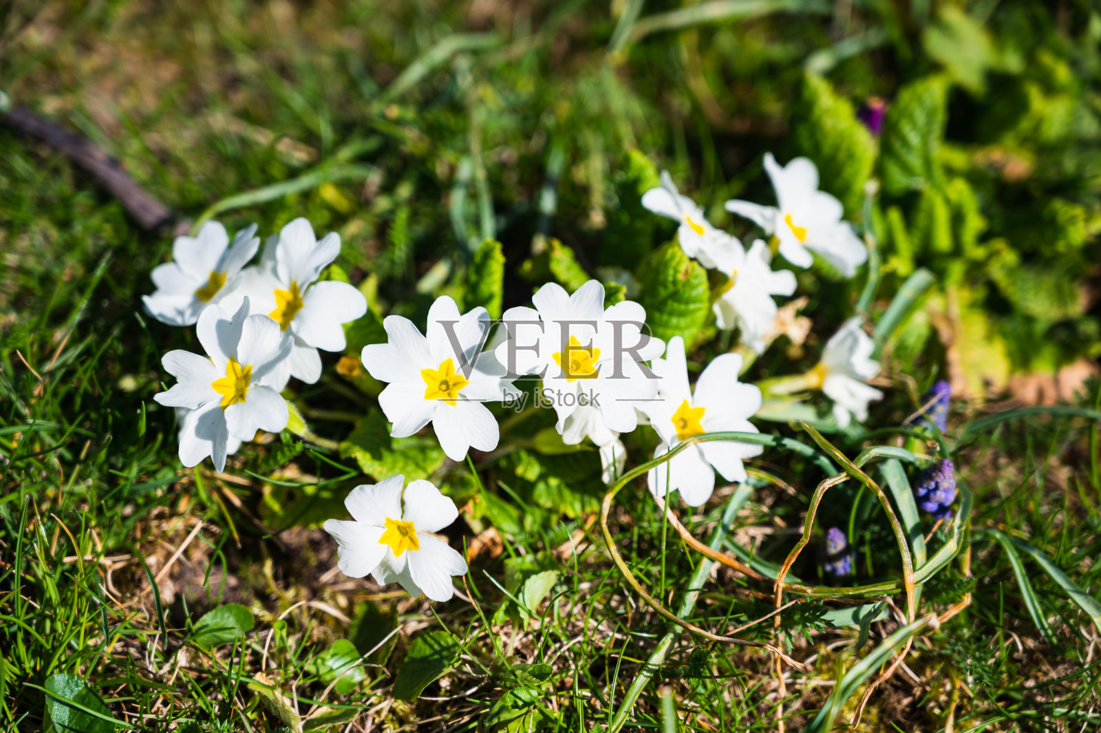 一个盛开的白色报春花的特写镜头照片摄影图片