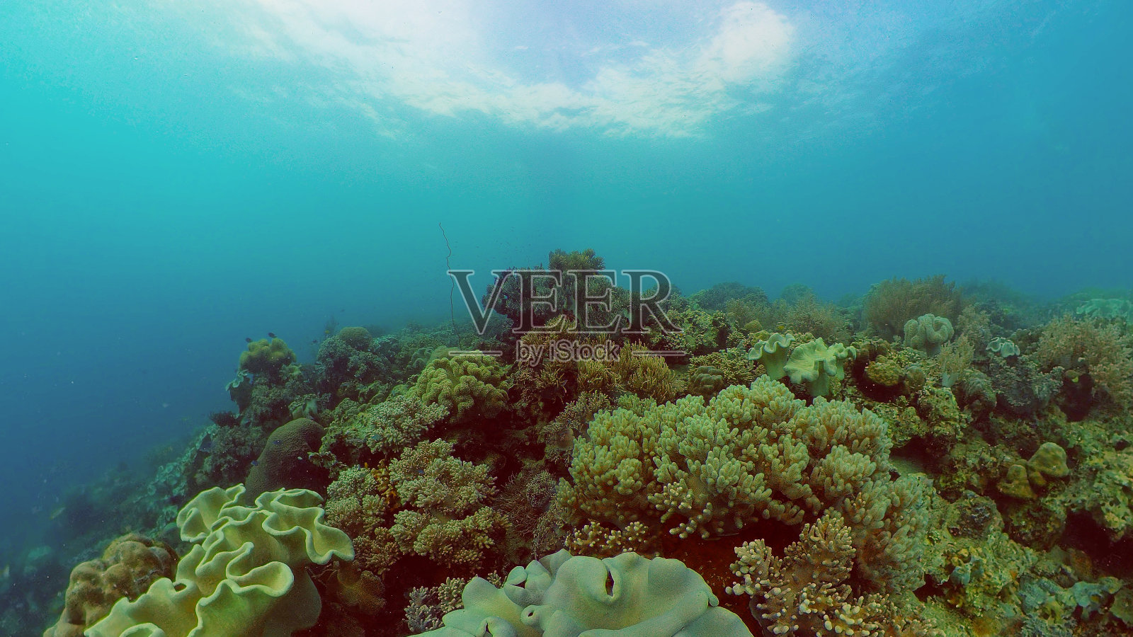 珊瑚礁的水下世界。菲律宾照片摄影图片