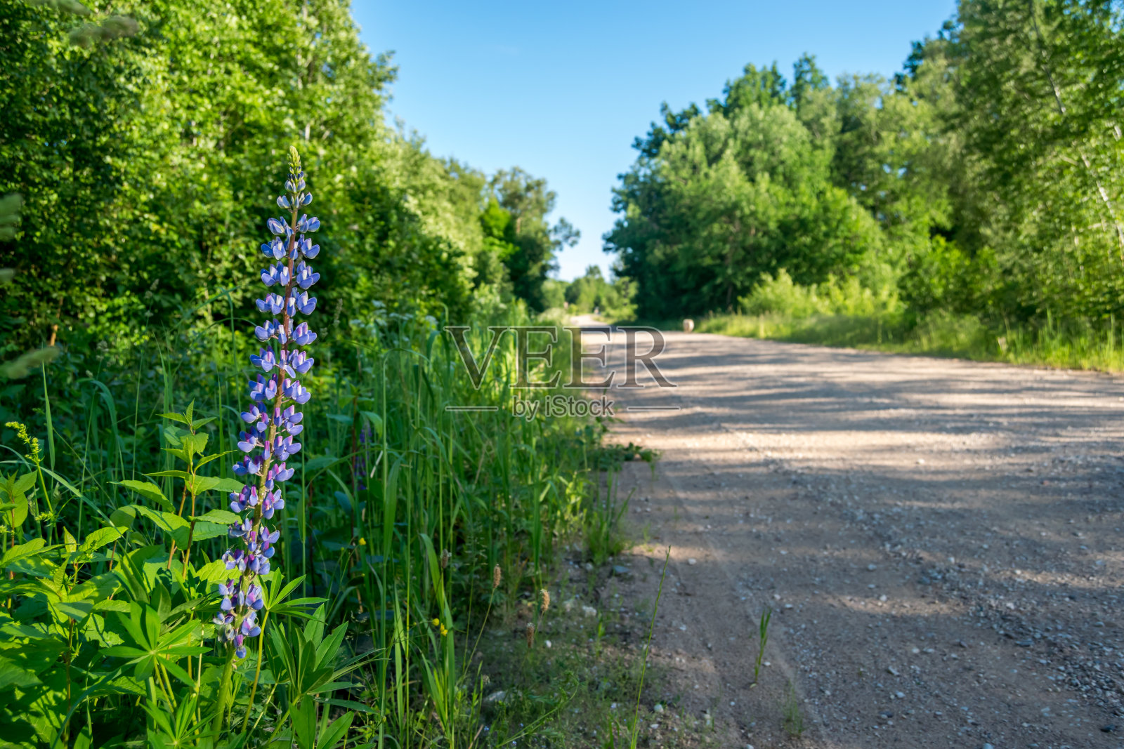 野生的羽扇豆生长在乡间的路边照片摄影图片