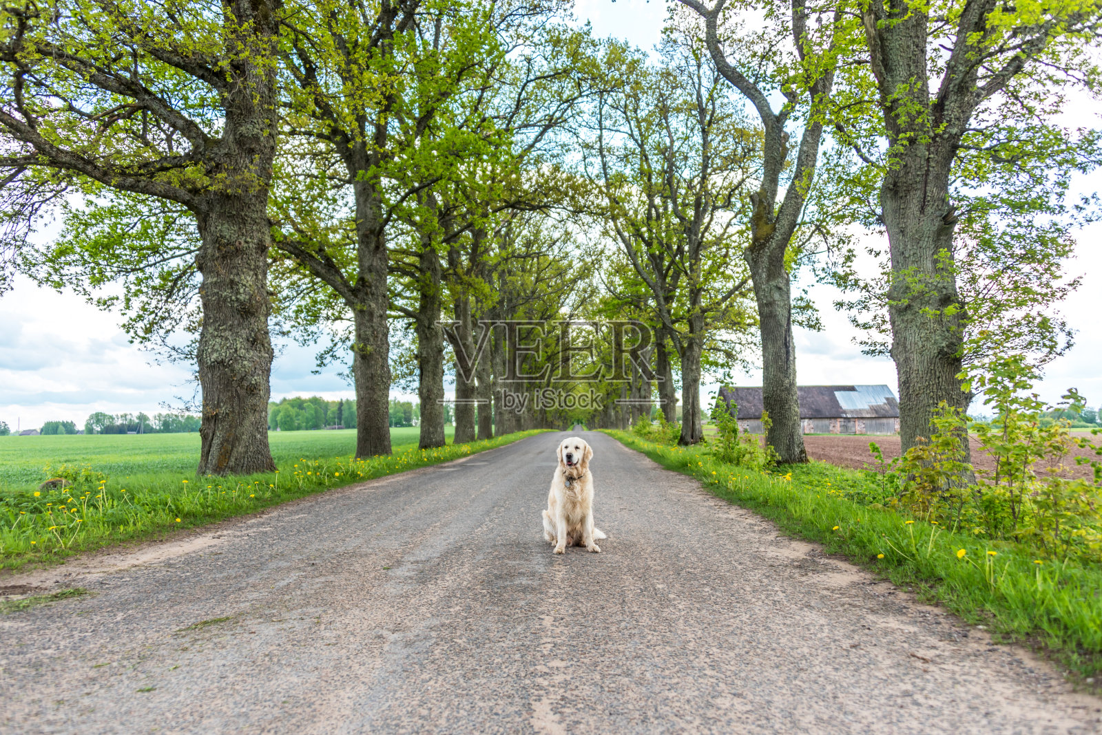 金毛寻回犬坐在乡村公路中间照片摄影图片