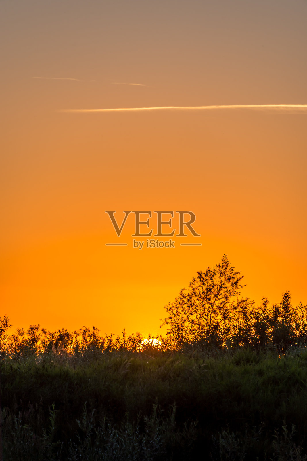 明亮的橙色日落与树枝在黑色的树照片摄影图片