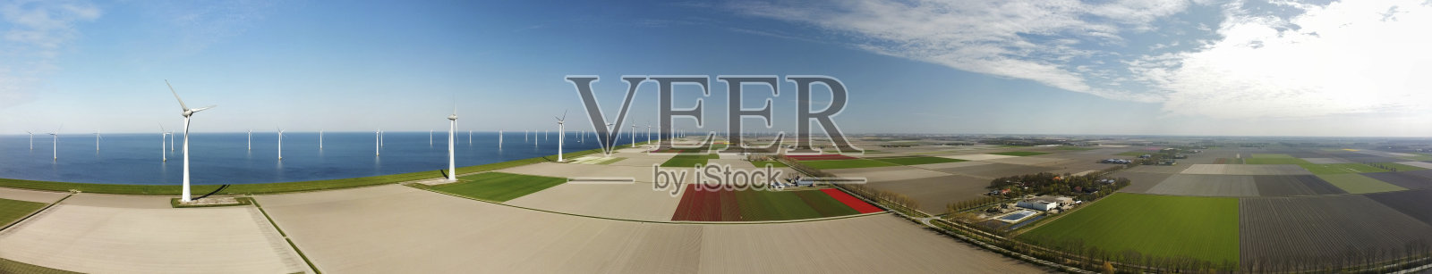 郁金香在一个美丽的春天的一天在地里生长照片摄影图片