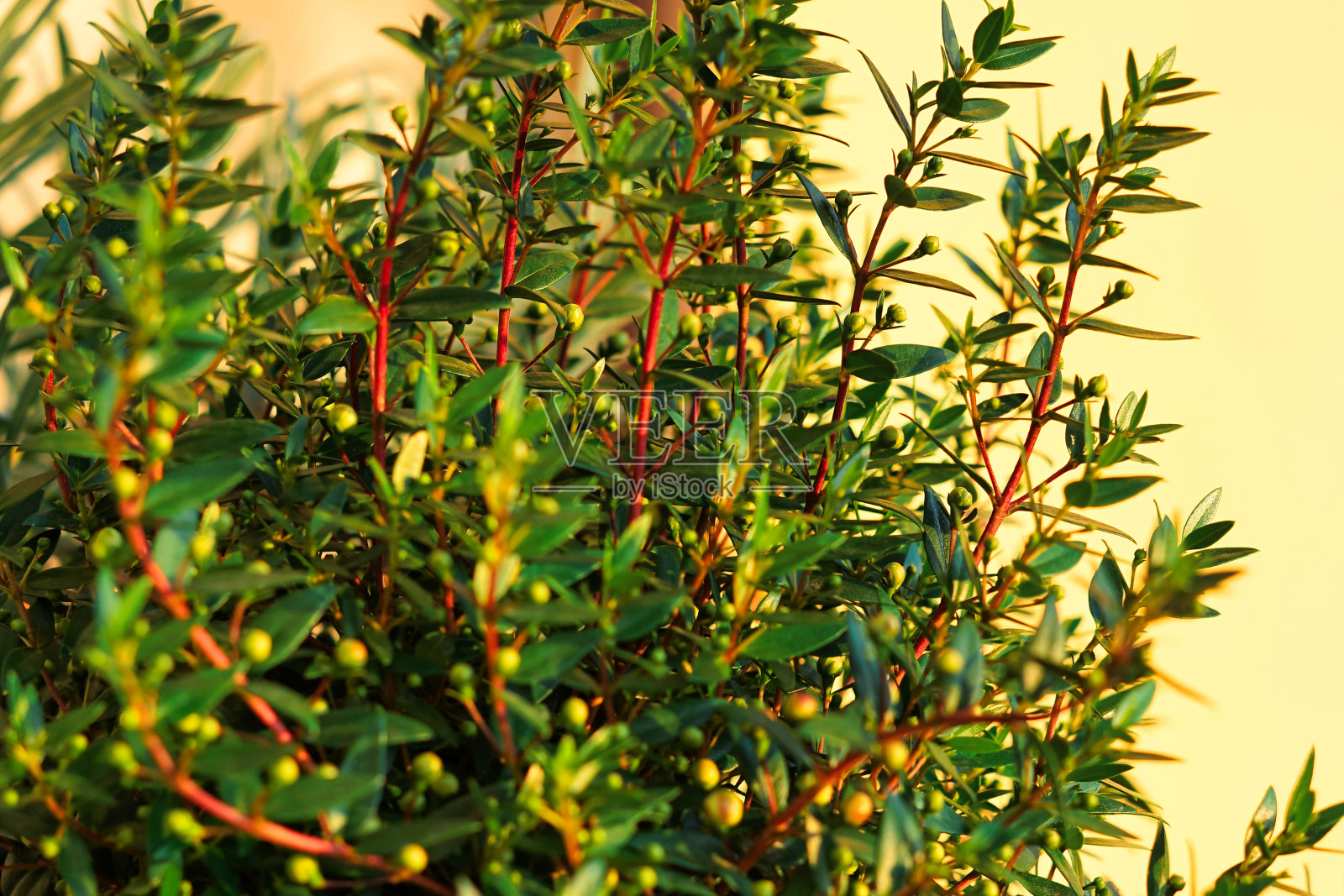一种枝红叶绿的植物。照片摄影图片