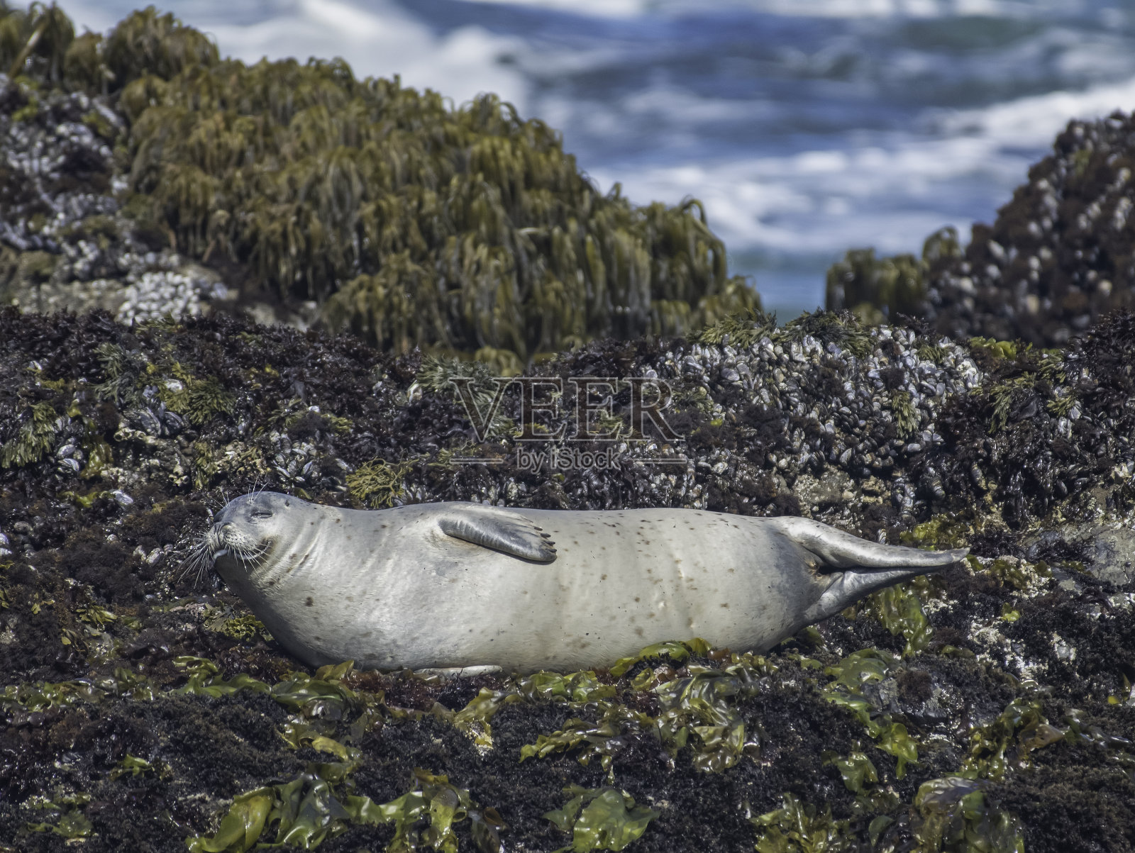 胖乎乎的密封照片摄影图片
