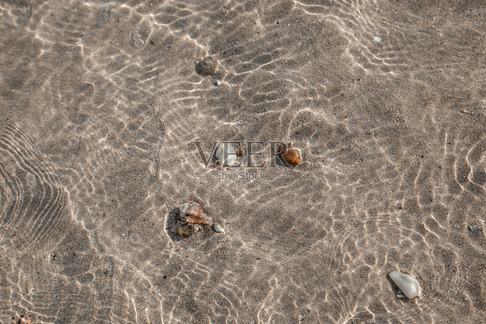 贻贝照片摄影图片