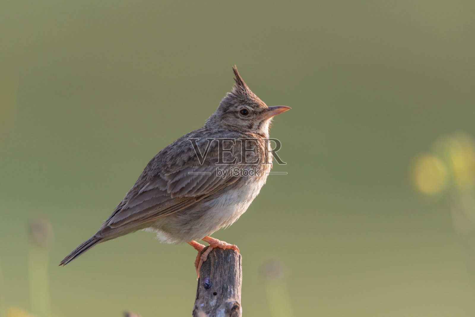 云雀坐在干枯的树枝上。Galerida cristata照片摄影图片