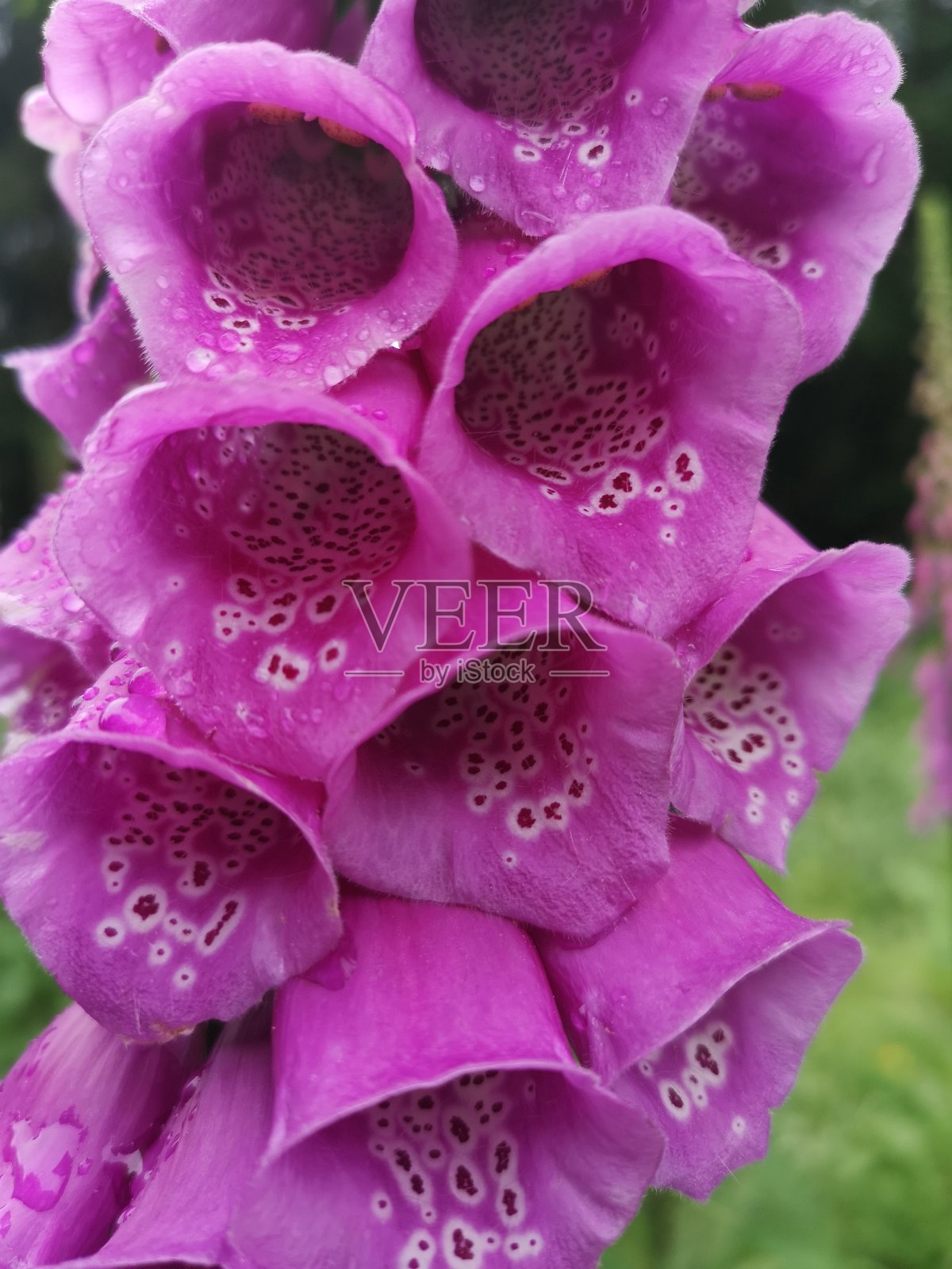 紫色地黄花的特写照片摄影图片