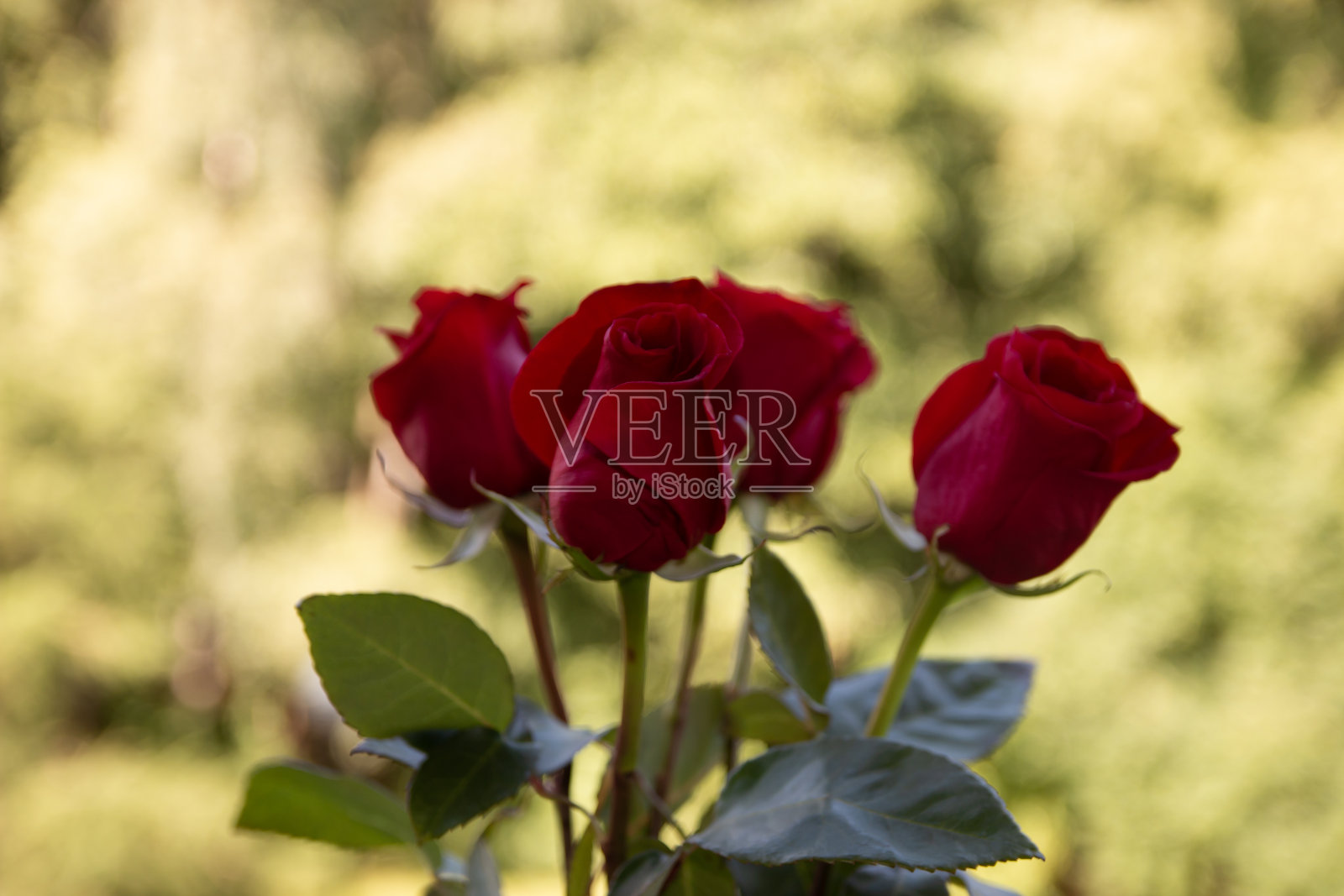 以绿树为背景的玫瑰花束照片摄影图片