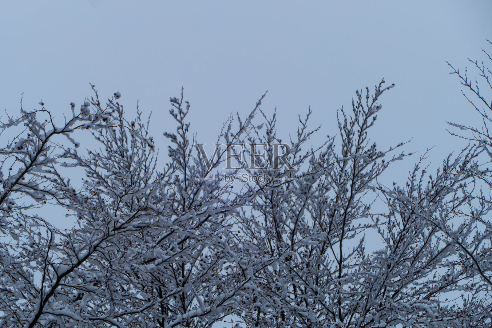 冰雪覆盖的树枝照片摄影图片