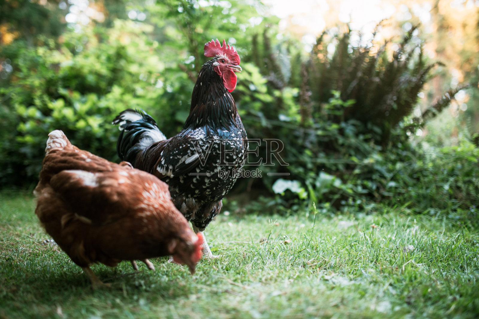 公鸡和母鸡放养场照片摄影图片