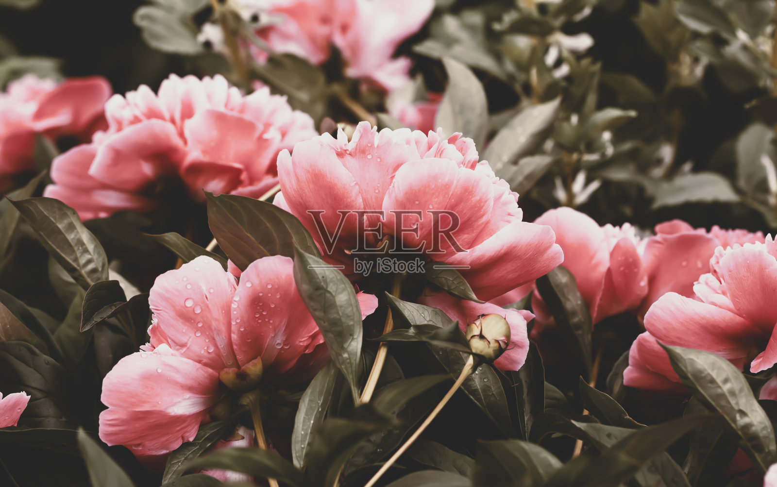 夏日花园中的粉红牡丹照片摄影图片