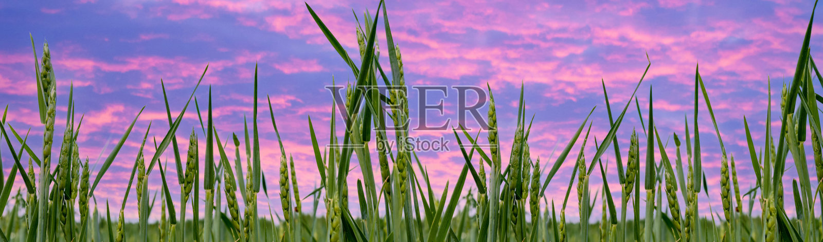 全景图:夏季麦田里青绿未成熟的麦穗，温暖的日出日落照片摄影图片