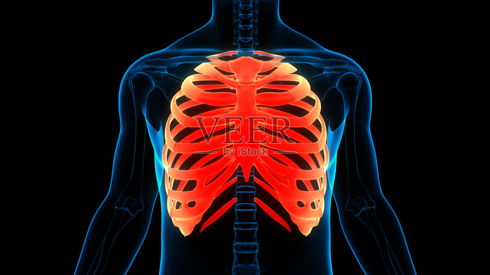 人体骨骼系统肋骨骨关节解剖学照片摄影图片