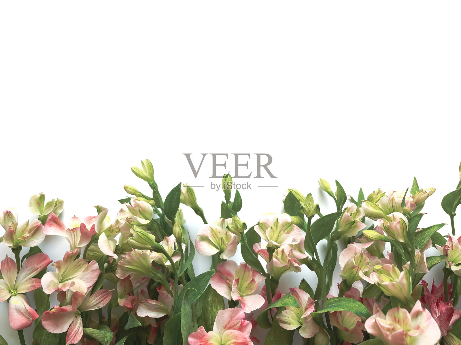 花组成。由白色背景上的粉红色花做成的框架。婚礼日、母亲节和妇女节的概念。平躺，俯视图。照片摄影图片