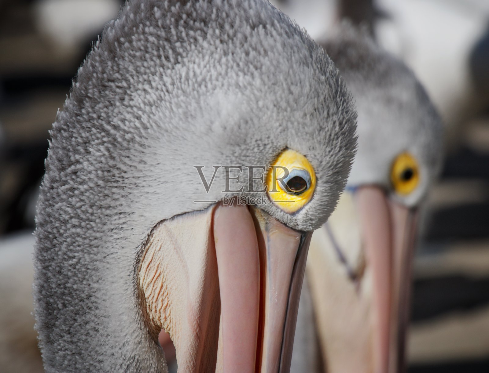 鹈鹕照片摄影图片