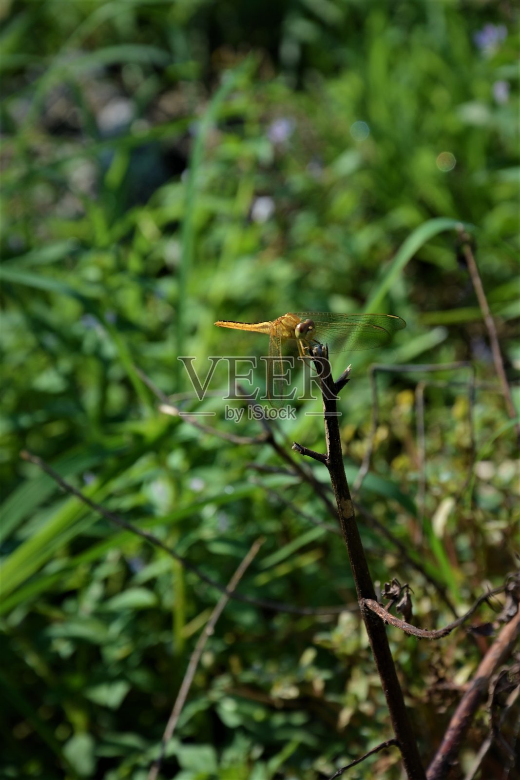 黄蜻蜓照片摄影图片