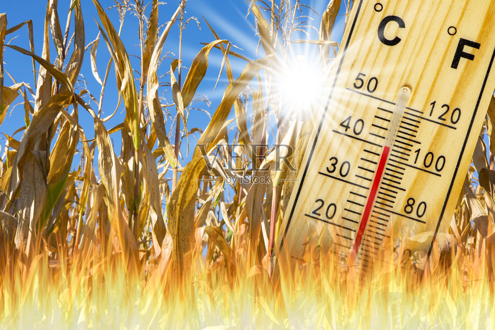 夏季炎热，温度高，缺水照片摄影图片