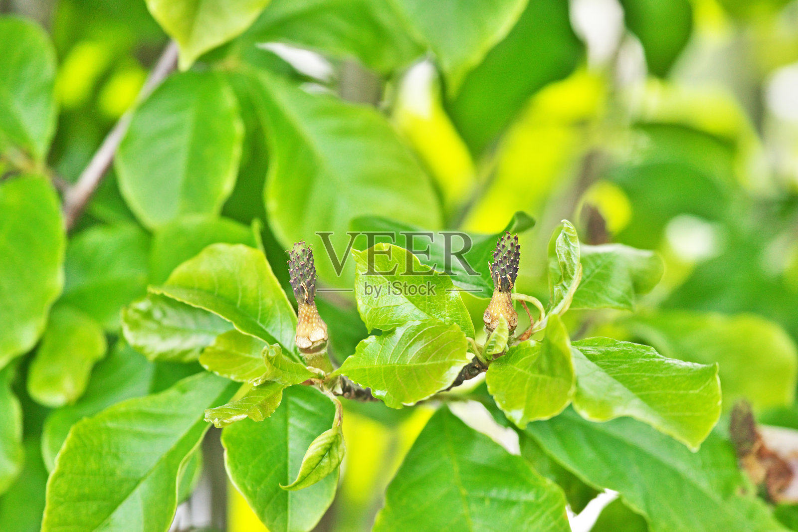 玉兰花照片摄影图片