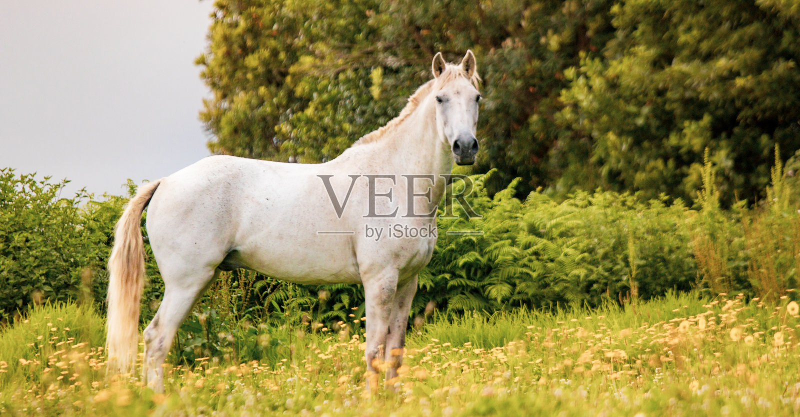 马在田野，户外，快乐，卢西塔诺。照片摄影图片