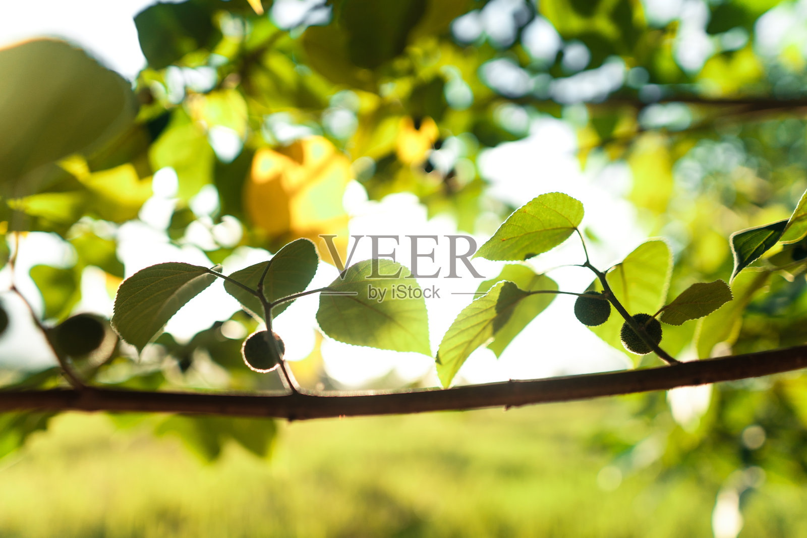 夏天傍晚的绿叶照片摄影图片