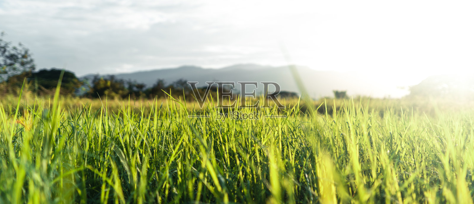 夏日傍晚绿油油的草地照片摄影图片