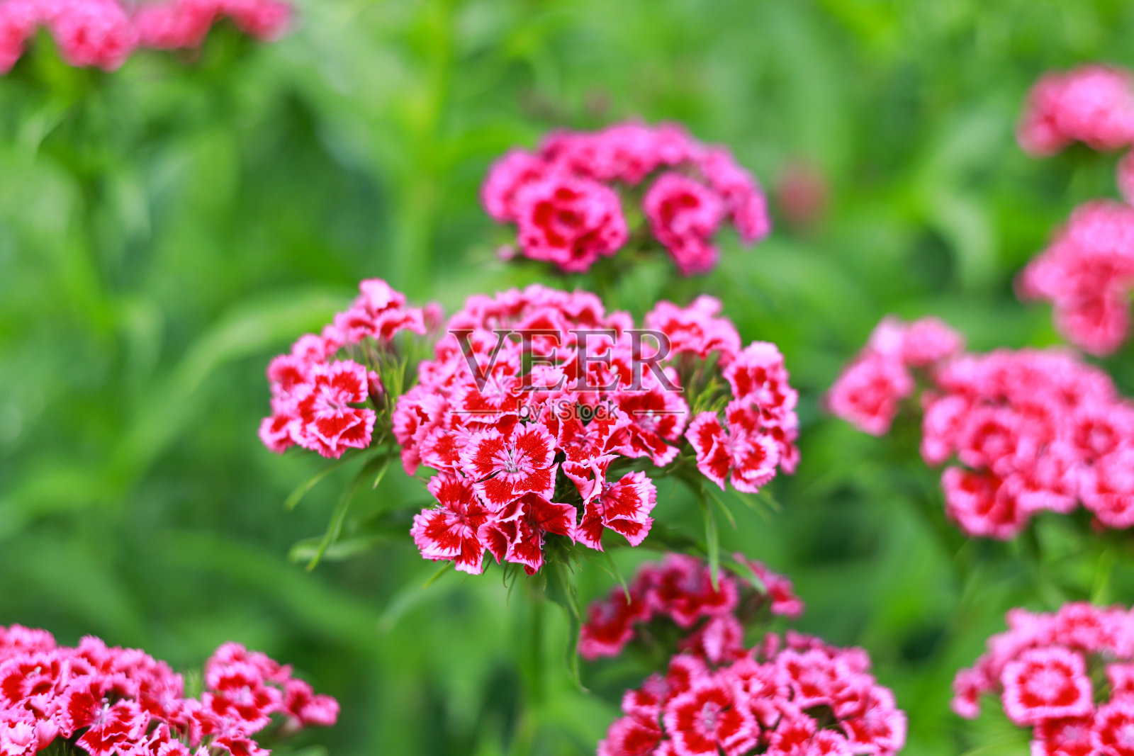 可爱的紫色花园花朵盛开。照片摄影图片