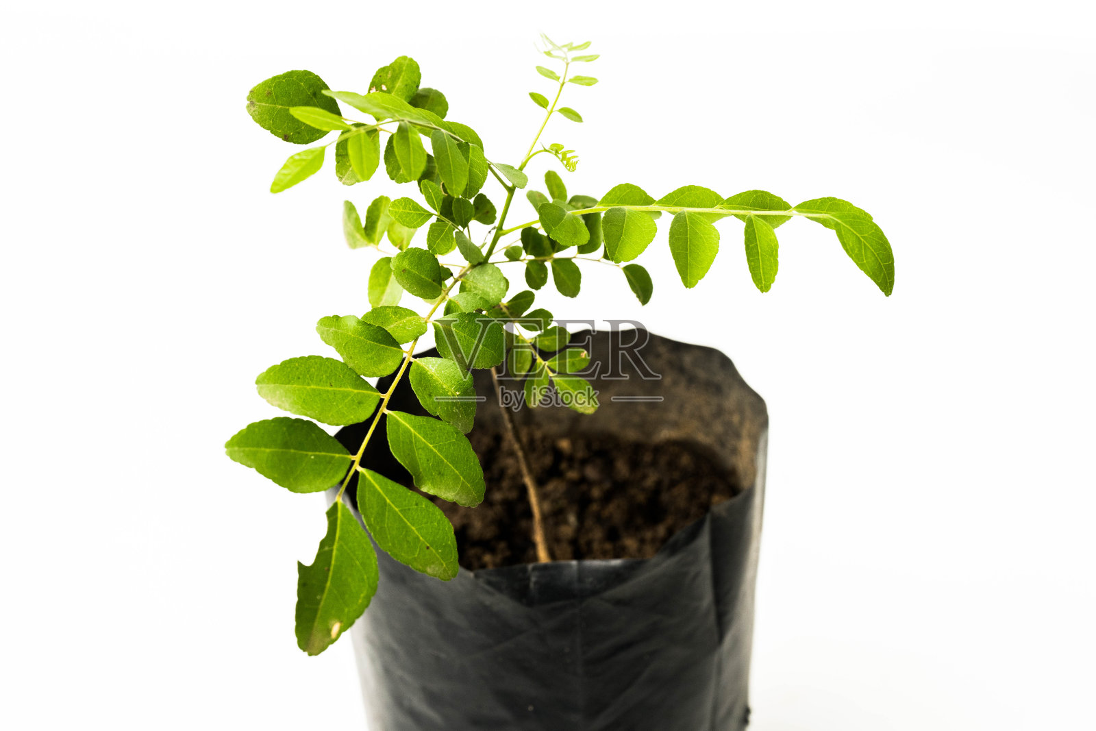 咖喱树植物照片摄影图片