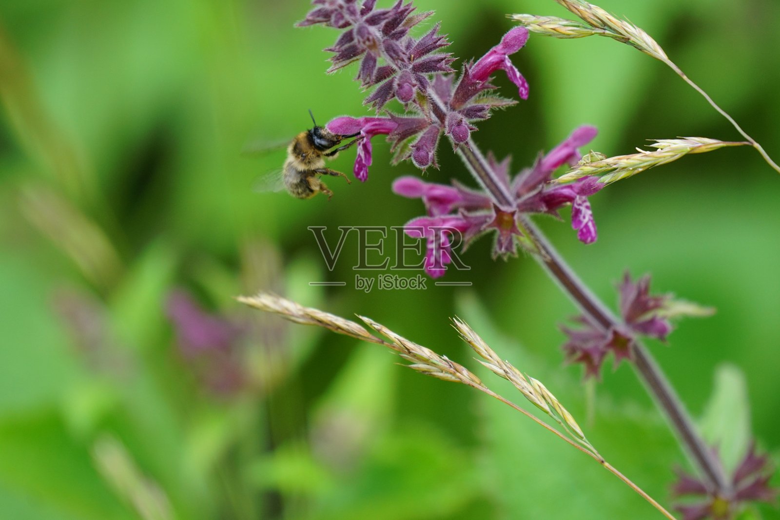 蜜蜂的午餐照片摄影图片