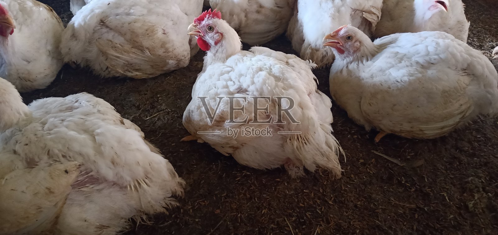 肉鸡照片摄影图片