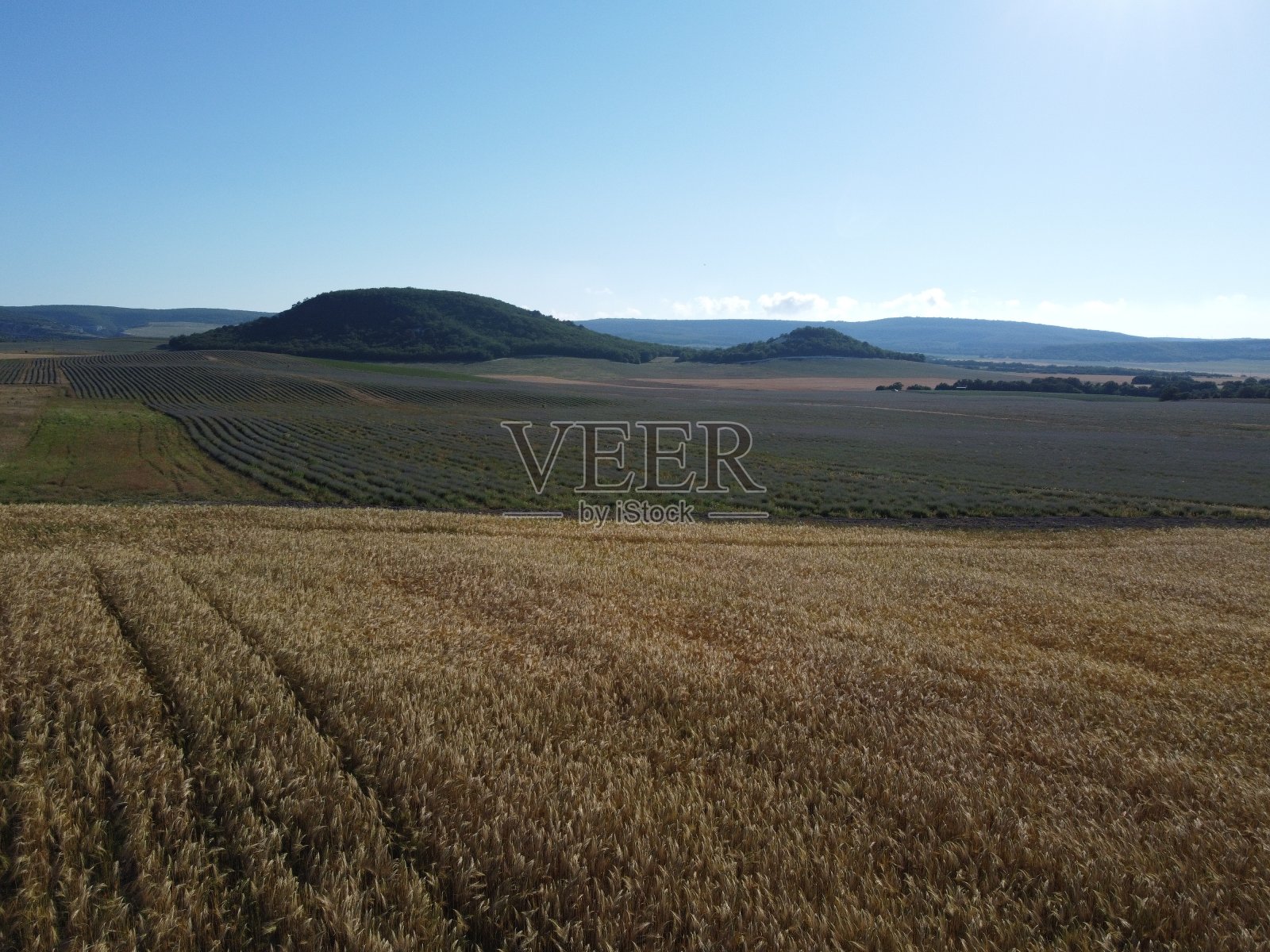 鸟瞰图的绿色麦田在农村。在阳光明媚的春日，麦田在风中飘扬。大麦的穗子。农业、工业和食品生产照片摄影图片