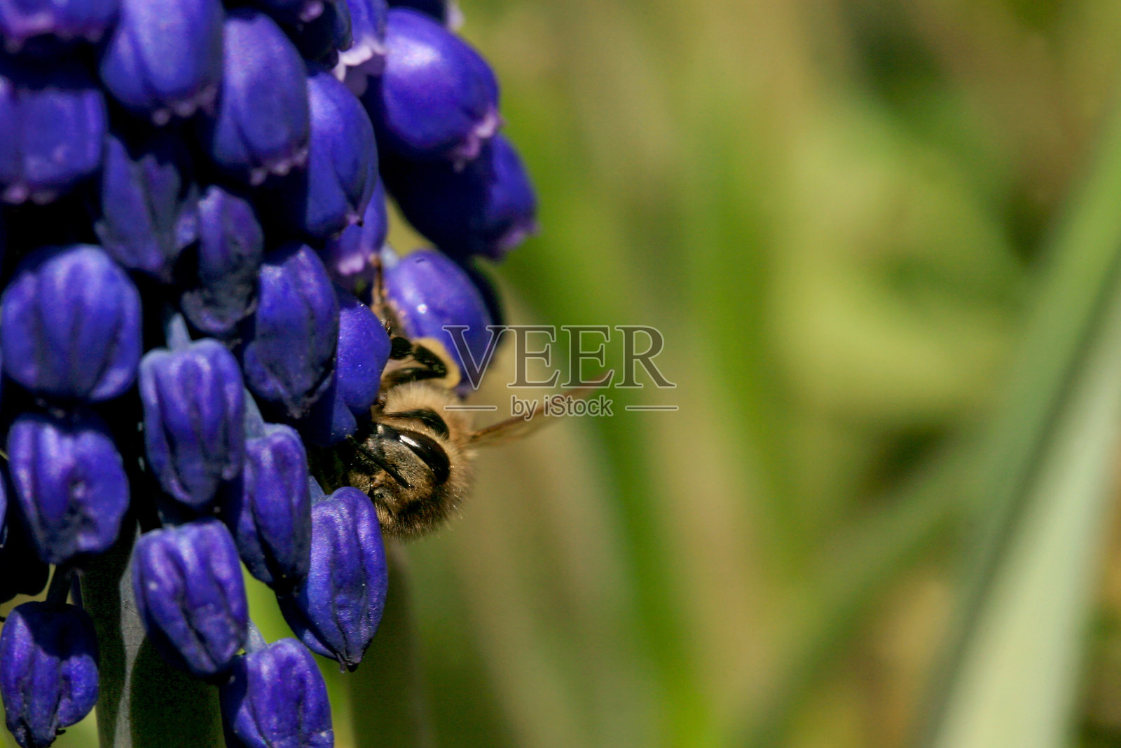 蜜蜂、意大利蜜蜂和产花粉的春季植物蝇类。这是第一个暖春的迹象照片摄影图片