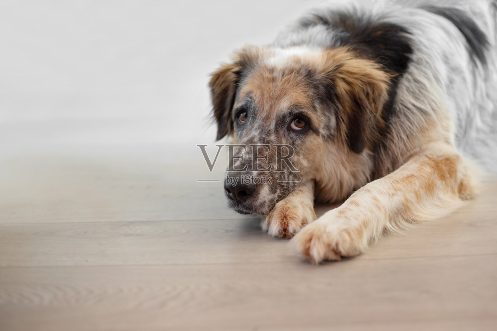 大狗躺在家里的地板上照片摄影图片