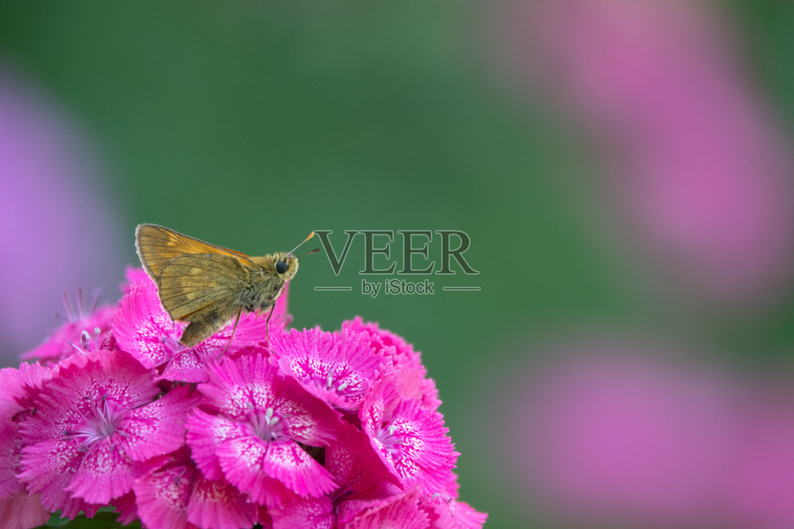 蓝色的蝴蝶飞在宇宙的花在黄昏的天空照片摄影图片