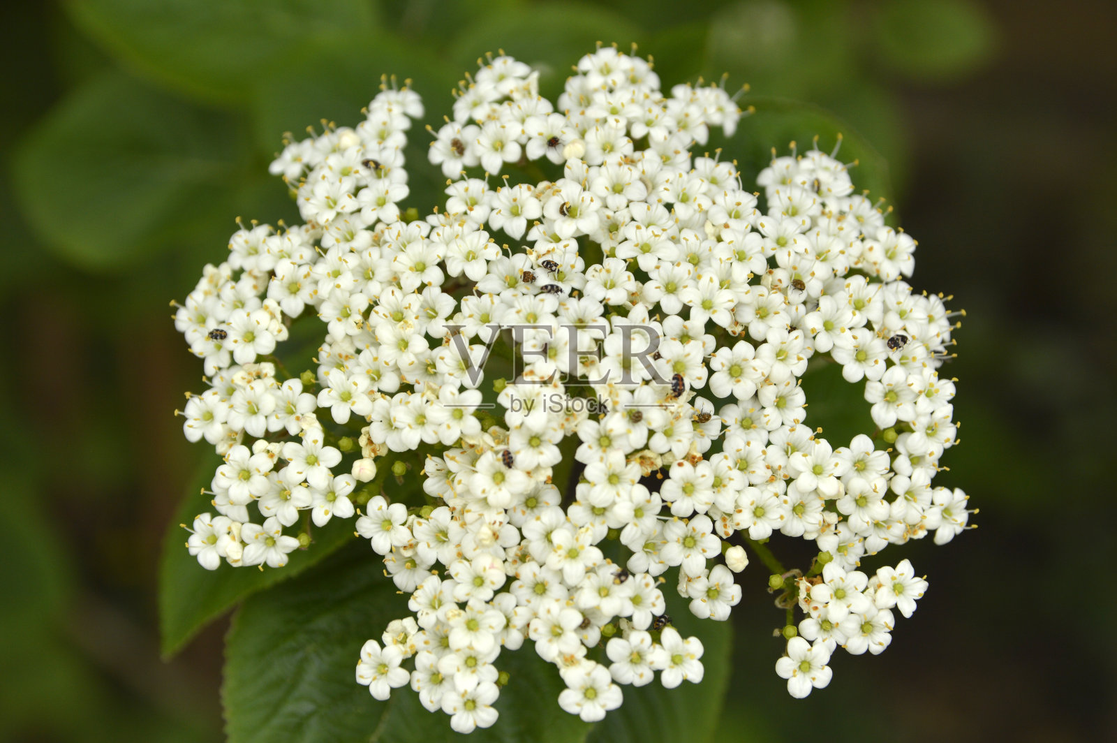 荚蒾(viburnum tinus)近距离开花照片摄影图片