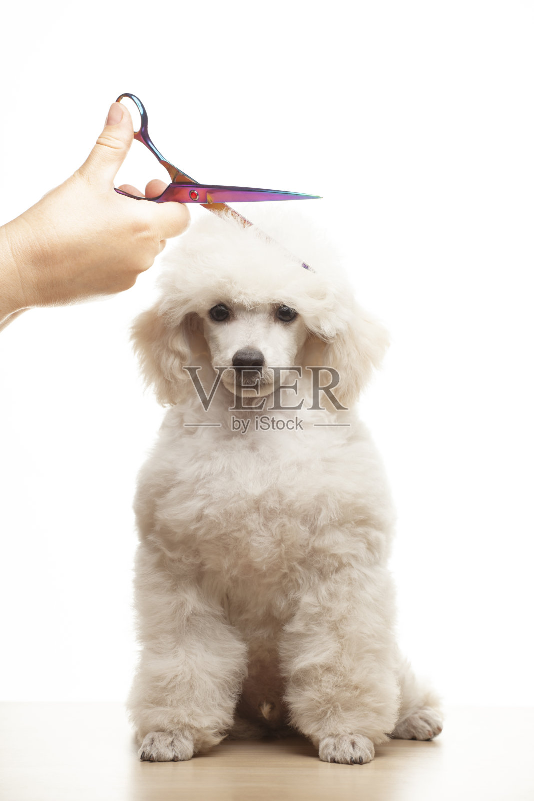 狗手剪刀白色背景的图像照片摄影图片