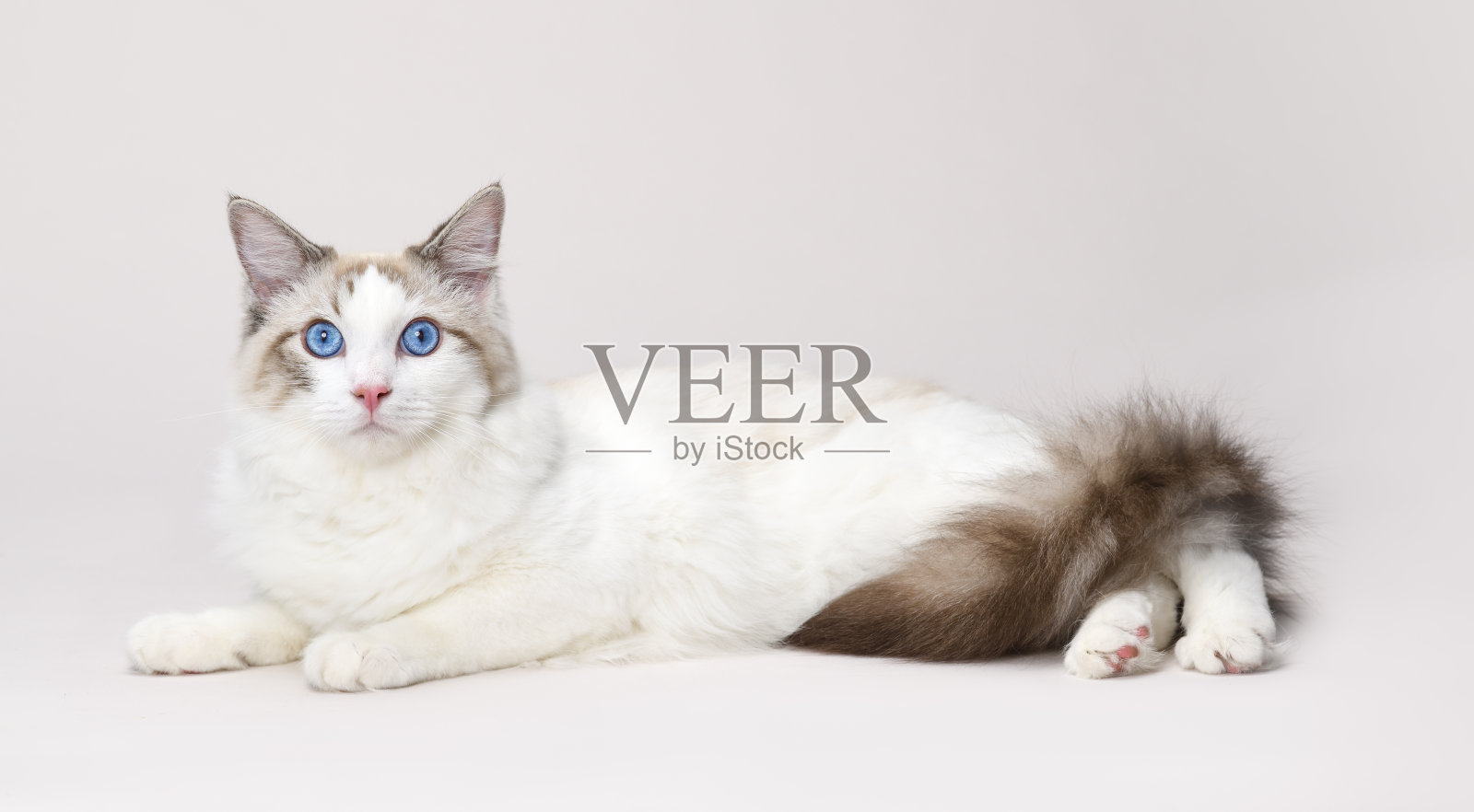 漂亮的布娃娃猫，有着蓝色的眼睛照片摄影图片