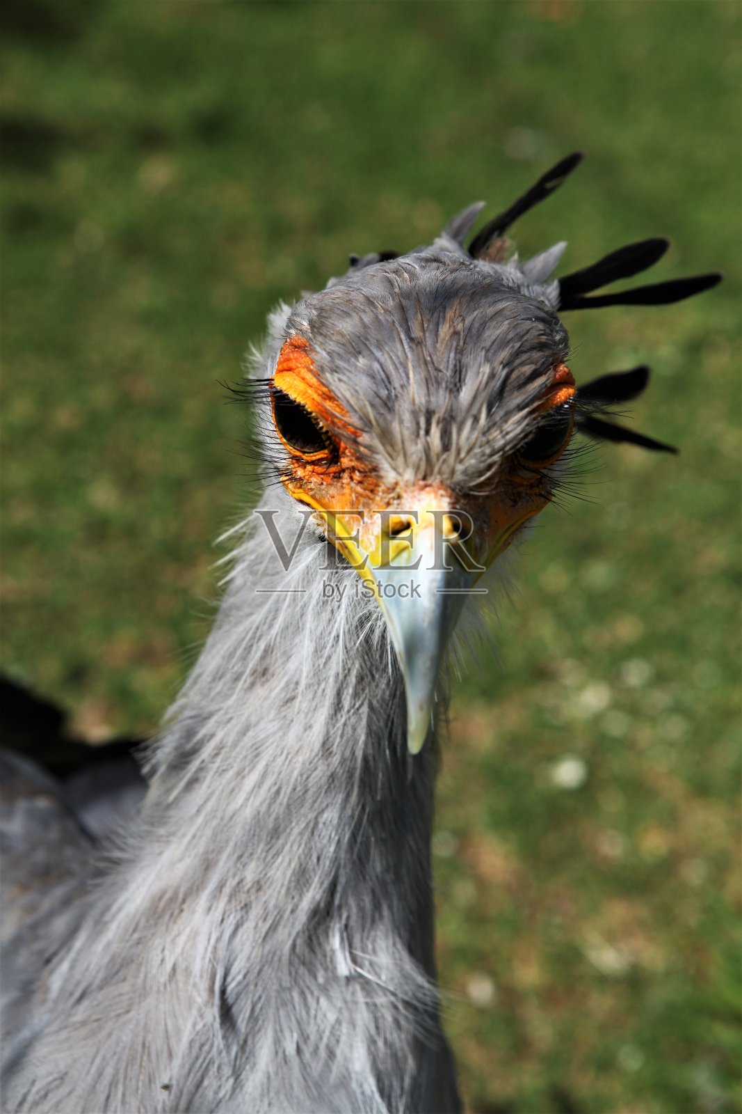 一个秘书鸟的头的特写。照片摄影图片