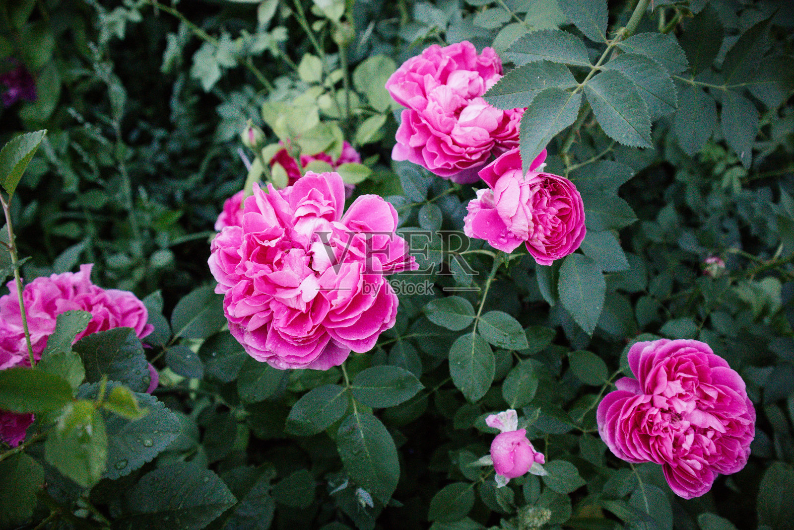 牡丹花粉红六片照片摄影图片
