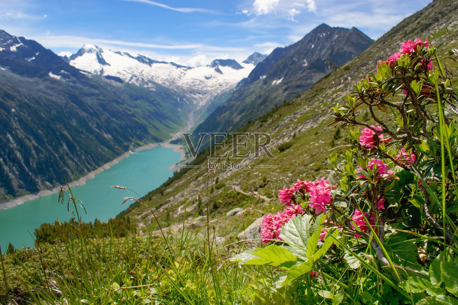 在奥地利齐勒塔尔地区的山地牧场上，盛开着野生的铁杜鹃花-阿尔卑斯蔷薇照片摄影图片